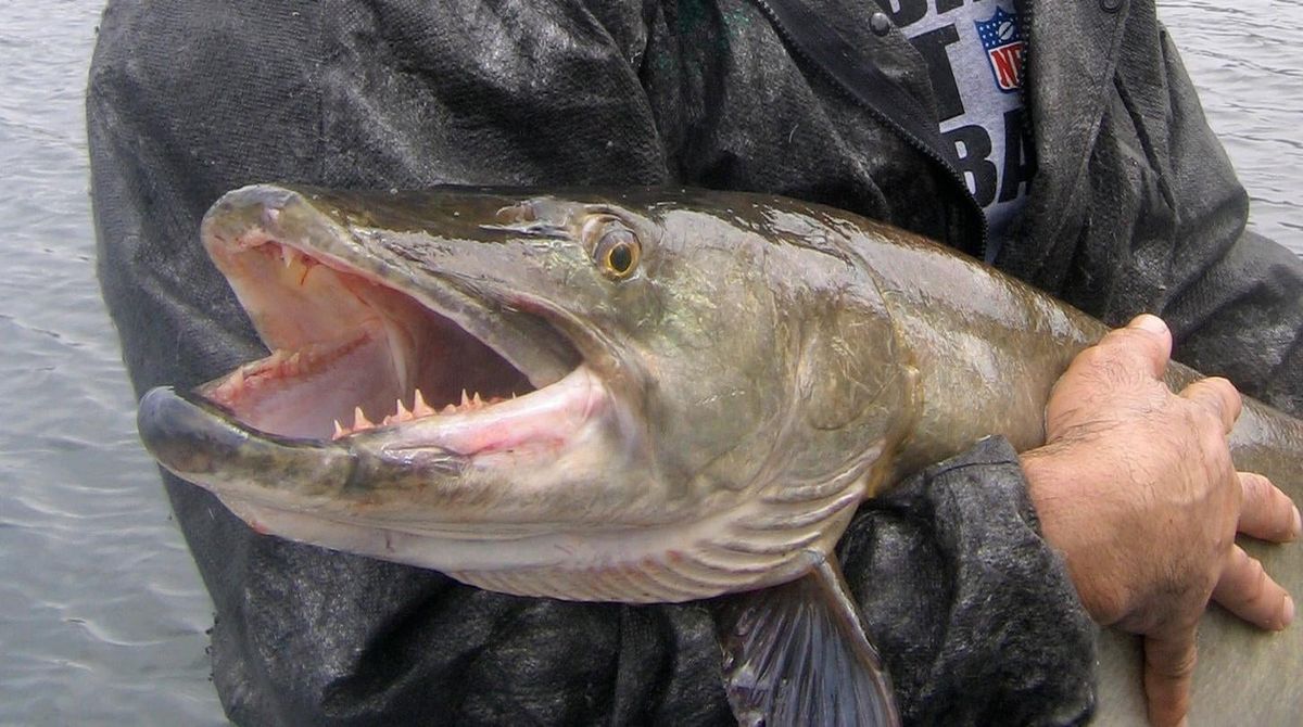 How would you like to see this thing attached to your leg? Yeah, nah, me either.