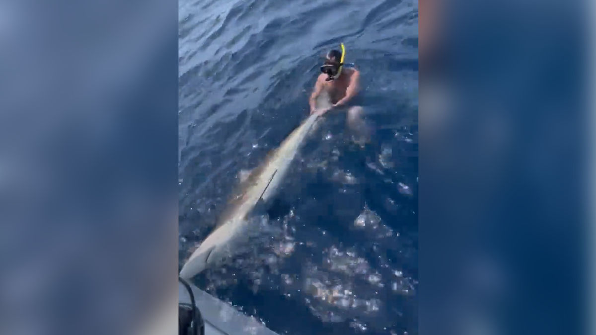 Drew Rosenhaus ‘wrestling’ a shark
