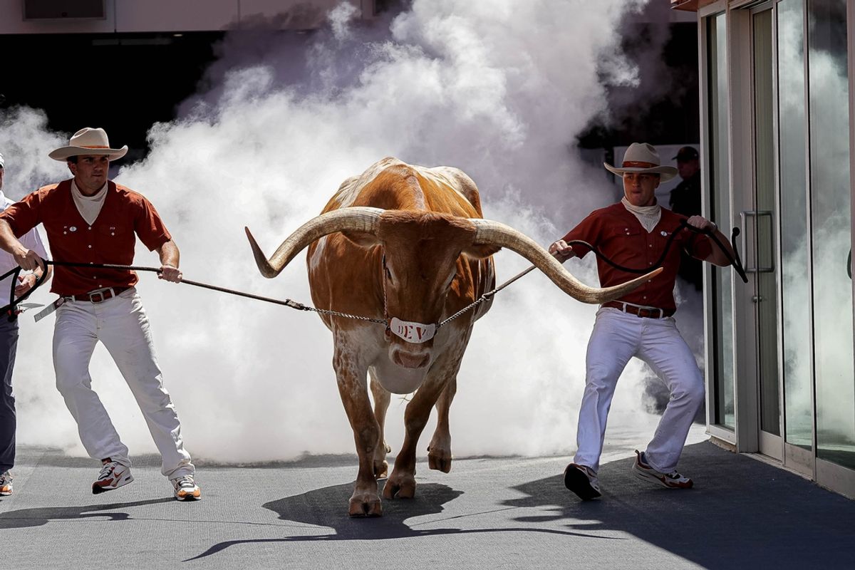 Texas Longhorns mascot Bevo XV runs onto the field ahead of the game against Colorado State at Darrell K Royal-Texas Memorial Stadium in Austin Saturday, Aug. 31, 2024.