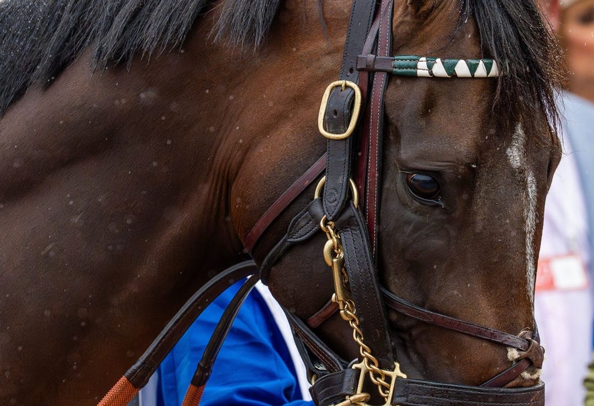 Sovereignty made his way to the paddock before the 151st Kentucky Derby at Churchill Downs in Louisville, Kentucky. May 3, 2025
