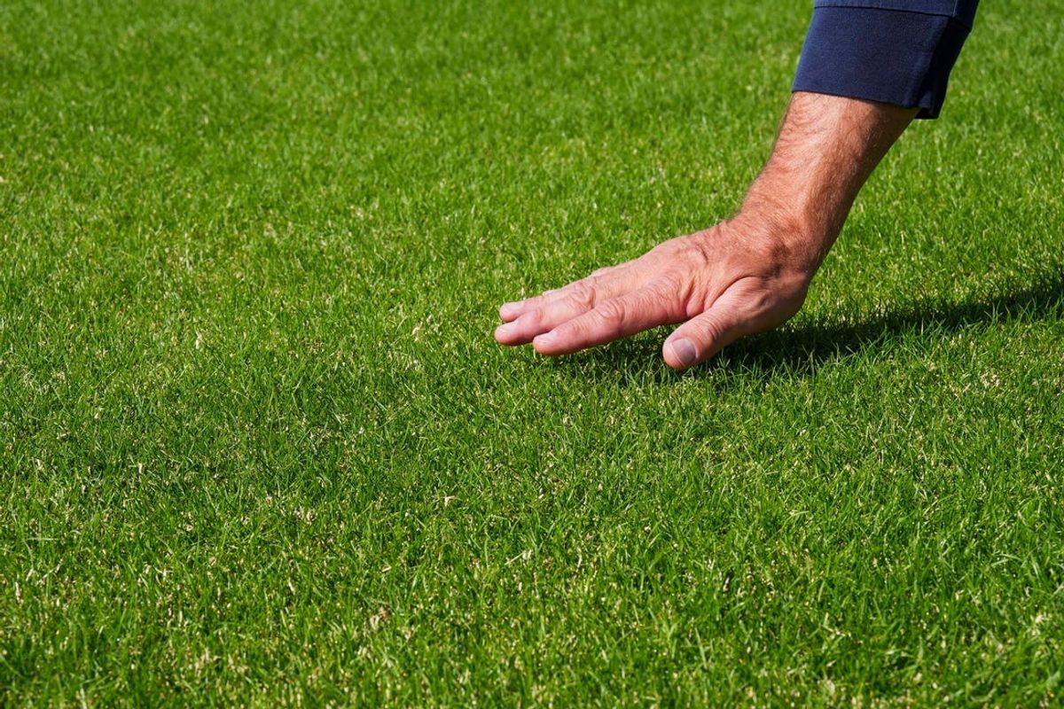 Dr. John Sorochan, distinguished professor of turf grass science and management, shows how tall the grass is as well as how the color pops through a combination of bermuda and rye grass at the research area for turf for the 2026 FIFA World Cup at the University of Tennessee's East Tennessee AgResearch and Education Center-Plant Sciences Unit on Oct. 21, 2025.