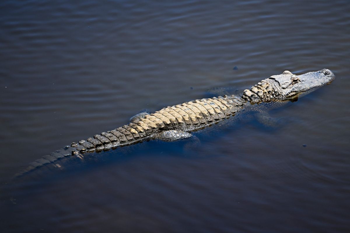 Someone tried to bring an alligator (not this one) into a Phillies game