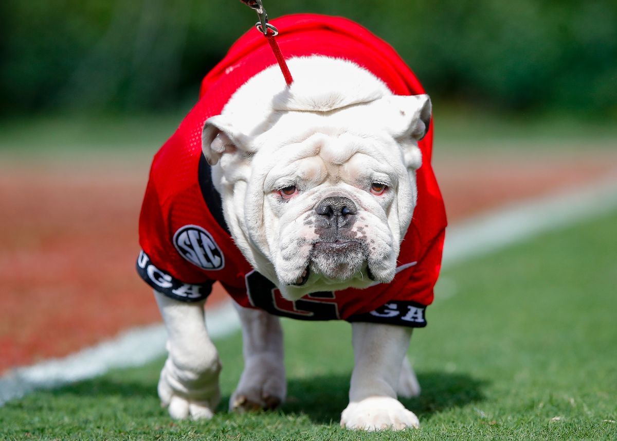 Pictured: Good boy