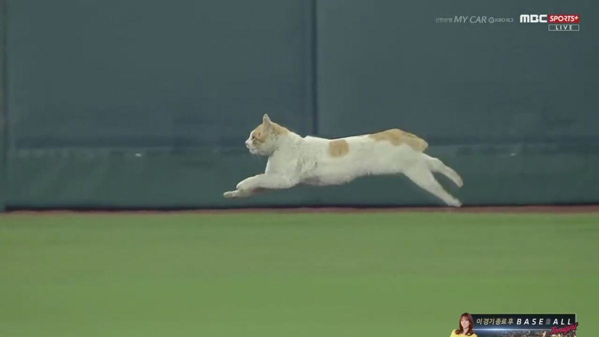 This cat just earned Eadweard Muybridge $25,000.