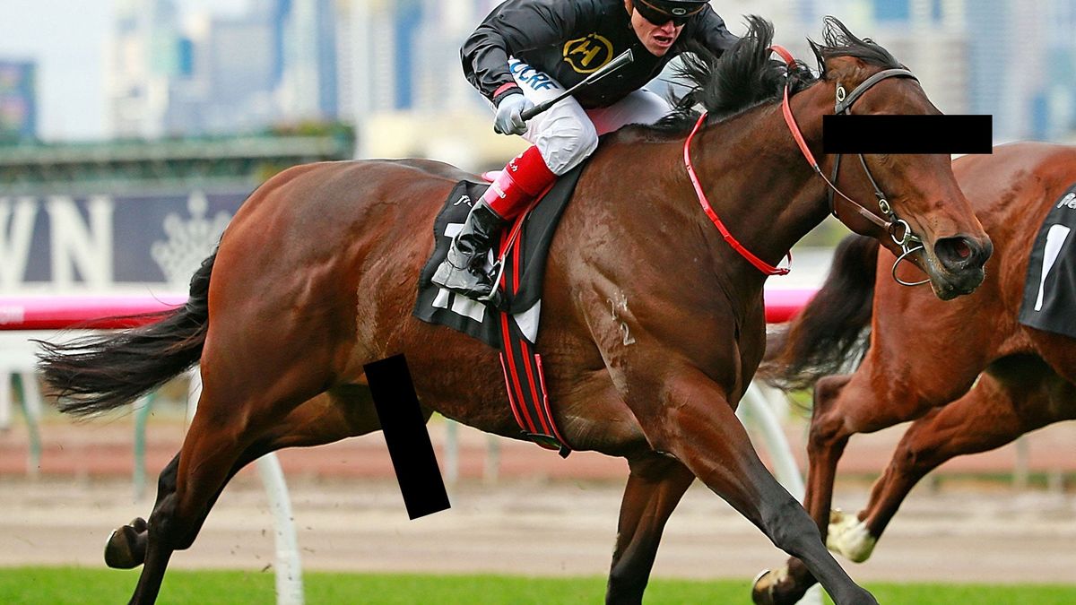 An unrelated horse, whose eyes and dick have been obscured to protect its identity. Photo credit: Scott Barbour/Getty Images