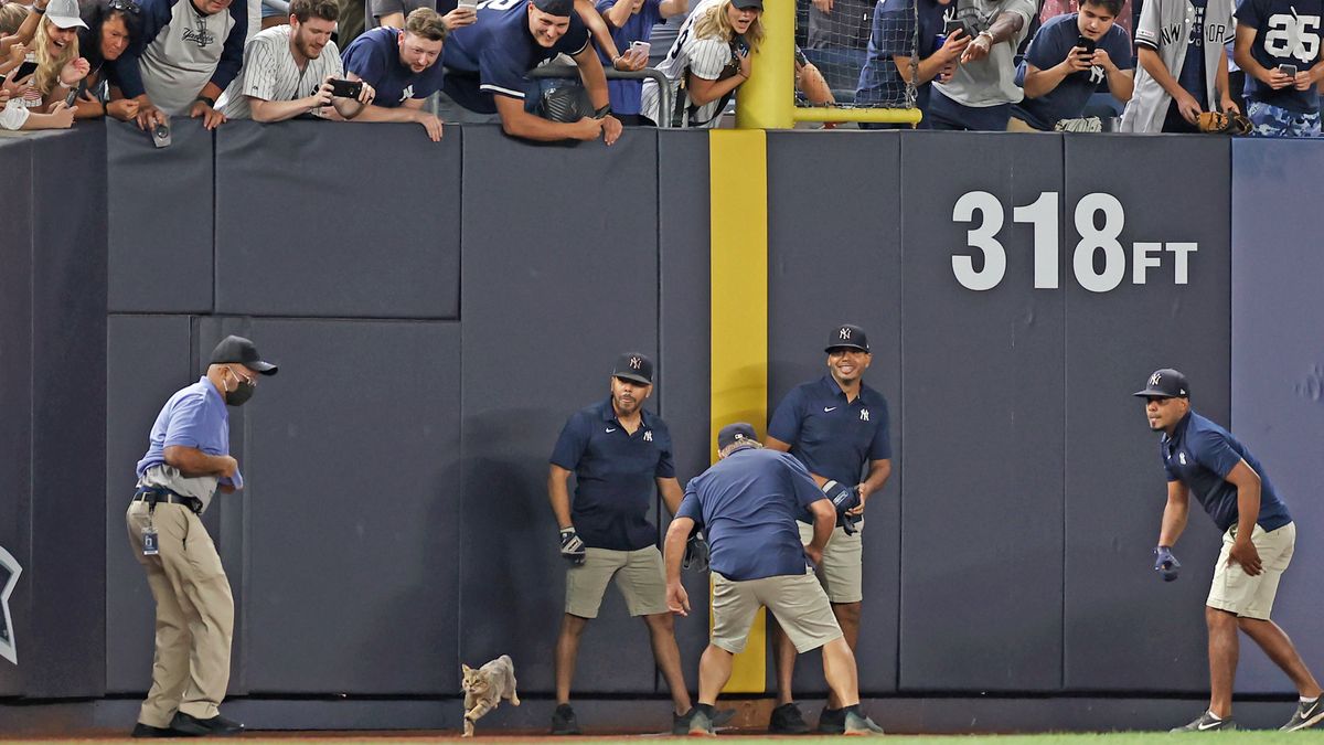 Yankeeography: Kitty. Only on YES.
