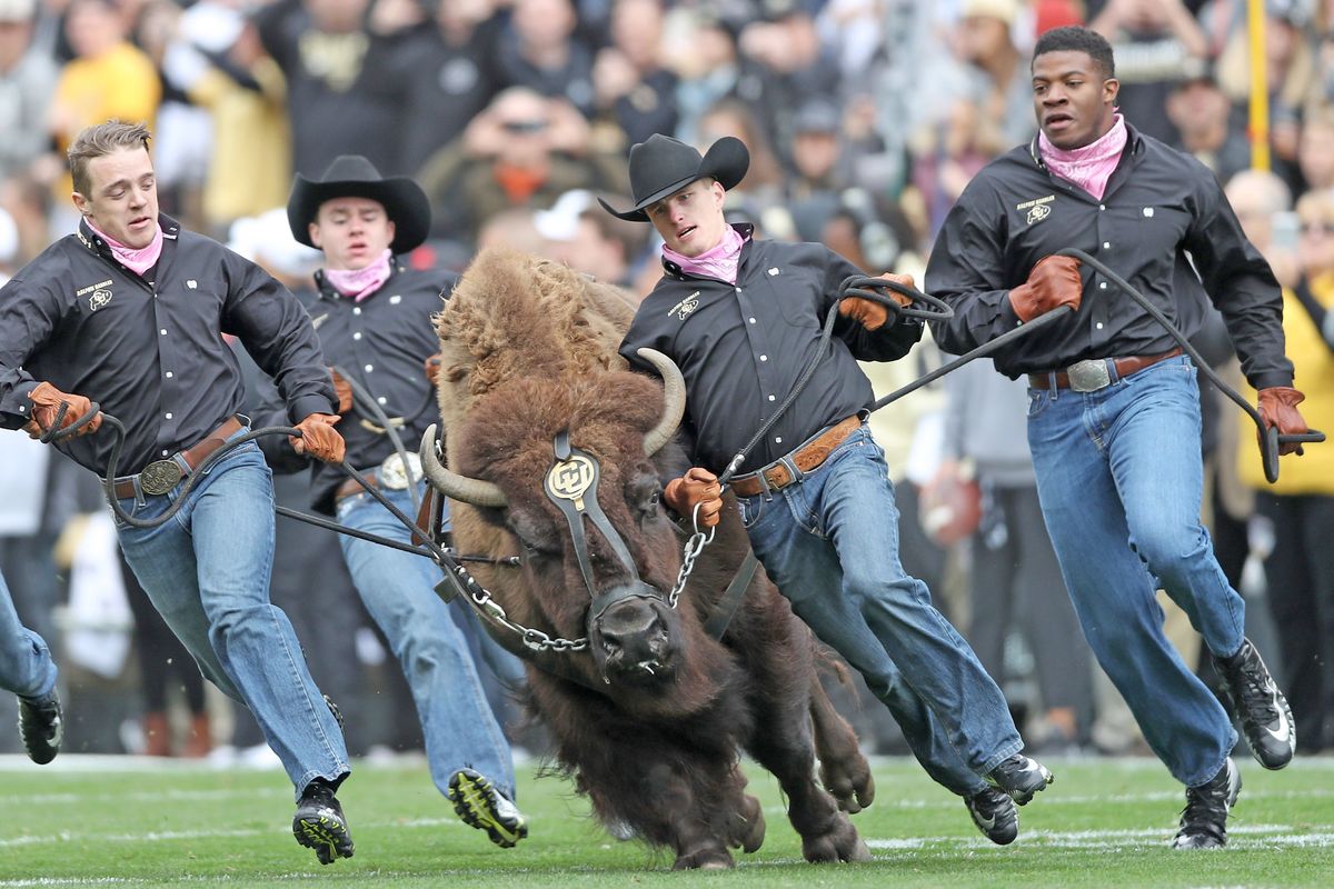 Tell us how running a buffalo around a field with tens of thousands of fans is any good for an animal.