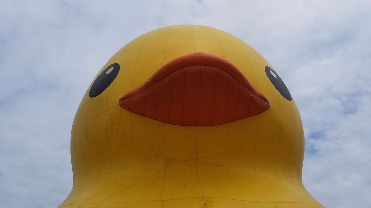 Little bit of sky, whole lot of duck.