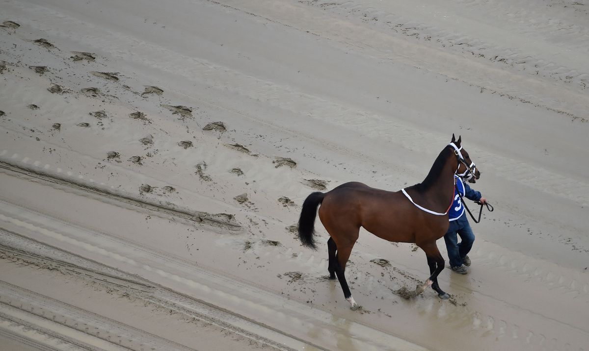Homeboykris walks down the muddy track before Saturday’s first race of the day at Pimlico. Via  [object Object] .