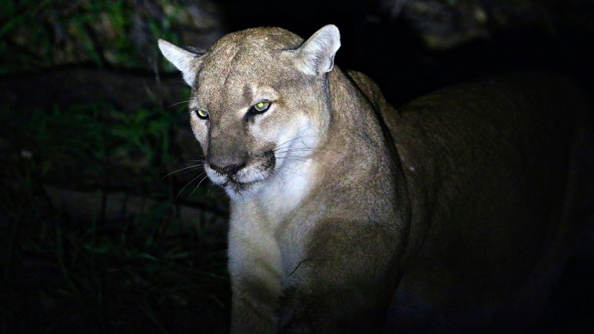 An unrelated mountain lion