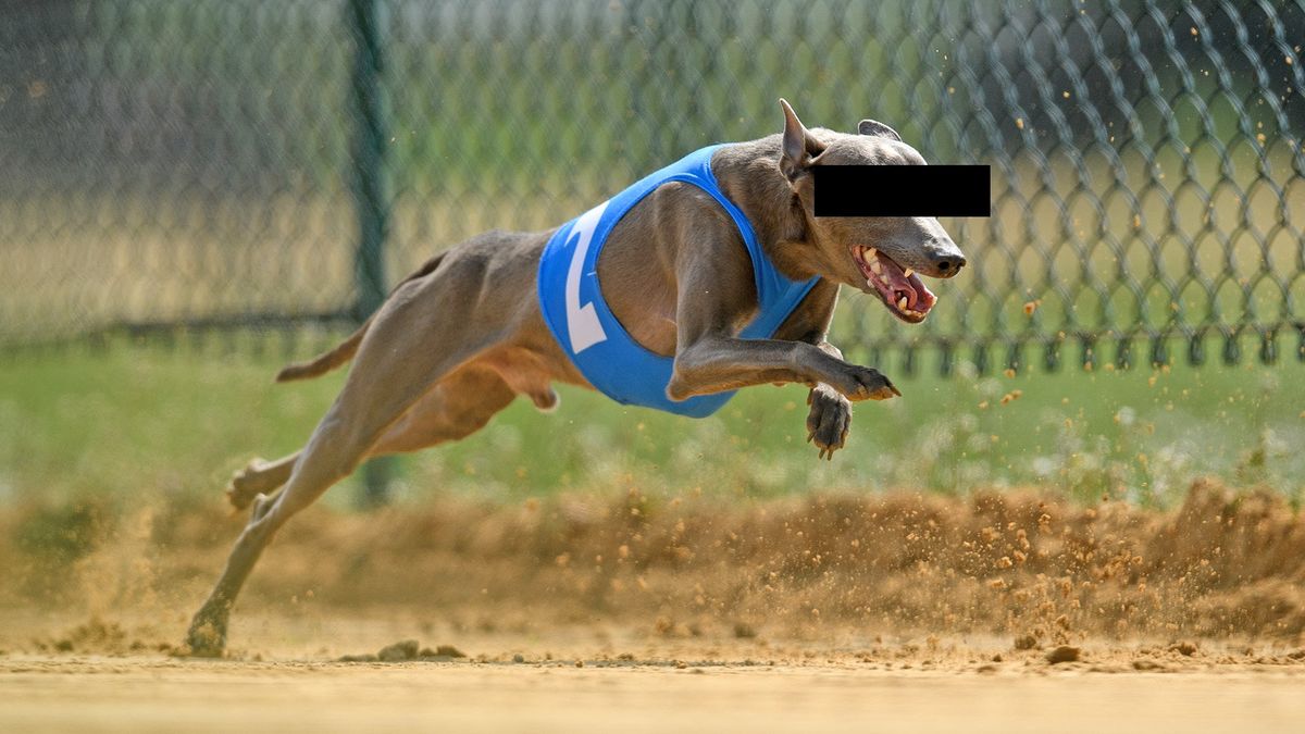 An unrelated dog, whose eyes have been obscured to protect its identity. Photo credit: Matthias Hangst/ [object Object]