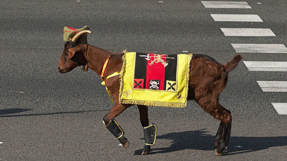 A very cosmopolitan goat.