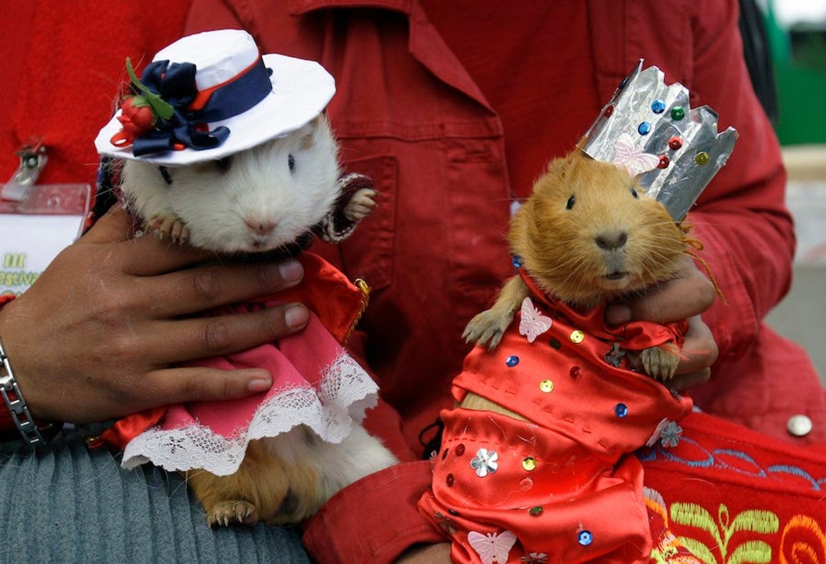 Two unrelated guinea pigs. Photo:  [object Object]