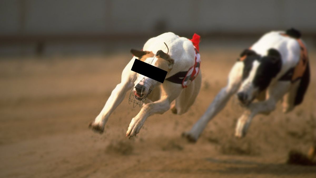 An unrelated dog, whose eyes have been obscured to protect his identity. Photo credit: Gray Mortimore/Getty Images