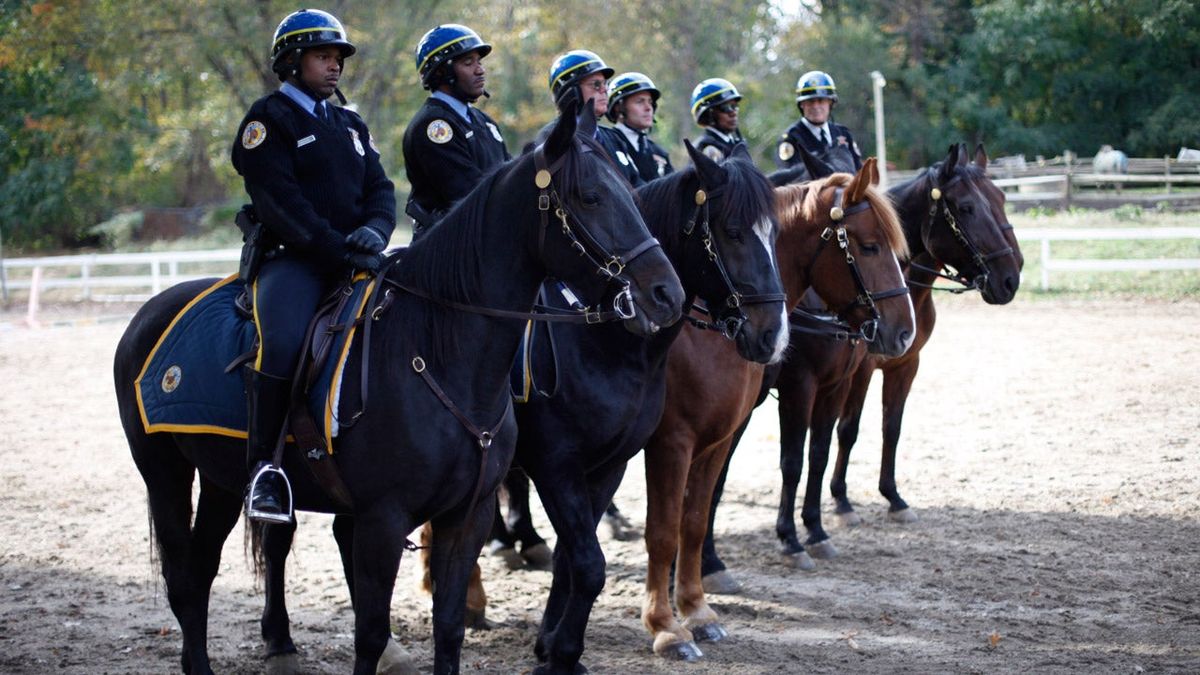 Philadelphia Police horses in 2011. (Photo: Matt Rourke/AP)