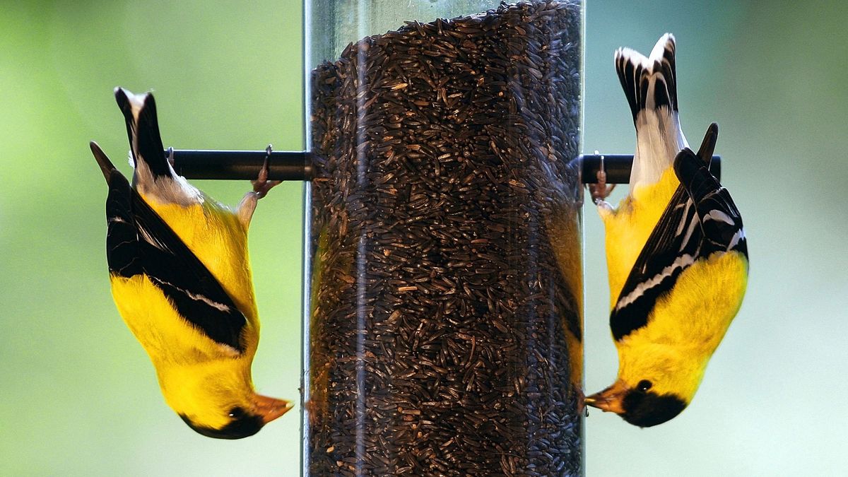 American goldfinches chilling at a bird feeder. Photo credit: Ron Edmonds/ [object Object]
