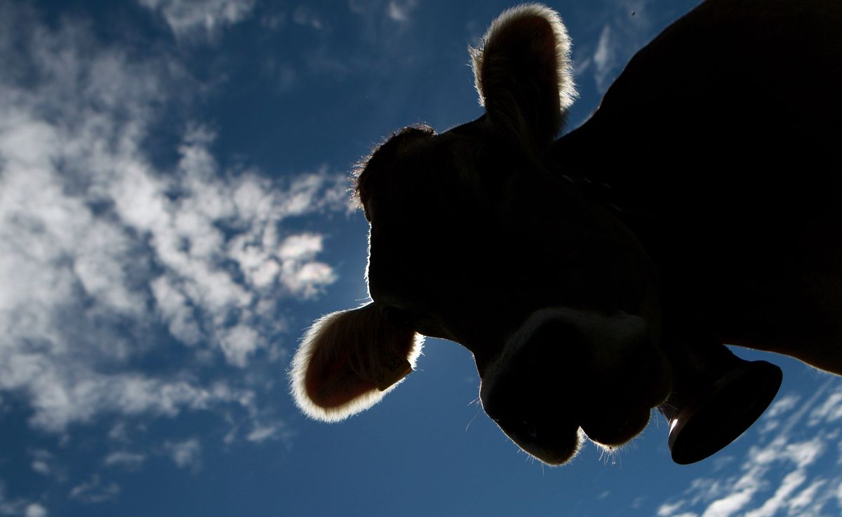 Pictured: A cow. (Photo credit: Miguel Villagran/ [object Object] )