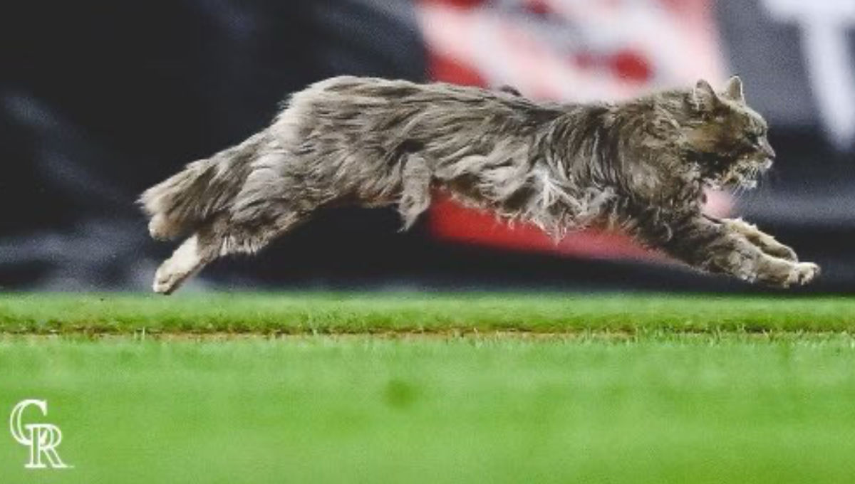 Faster, pussycat!