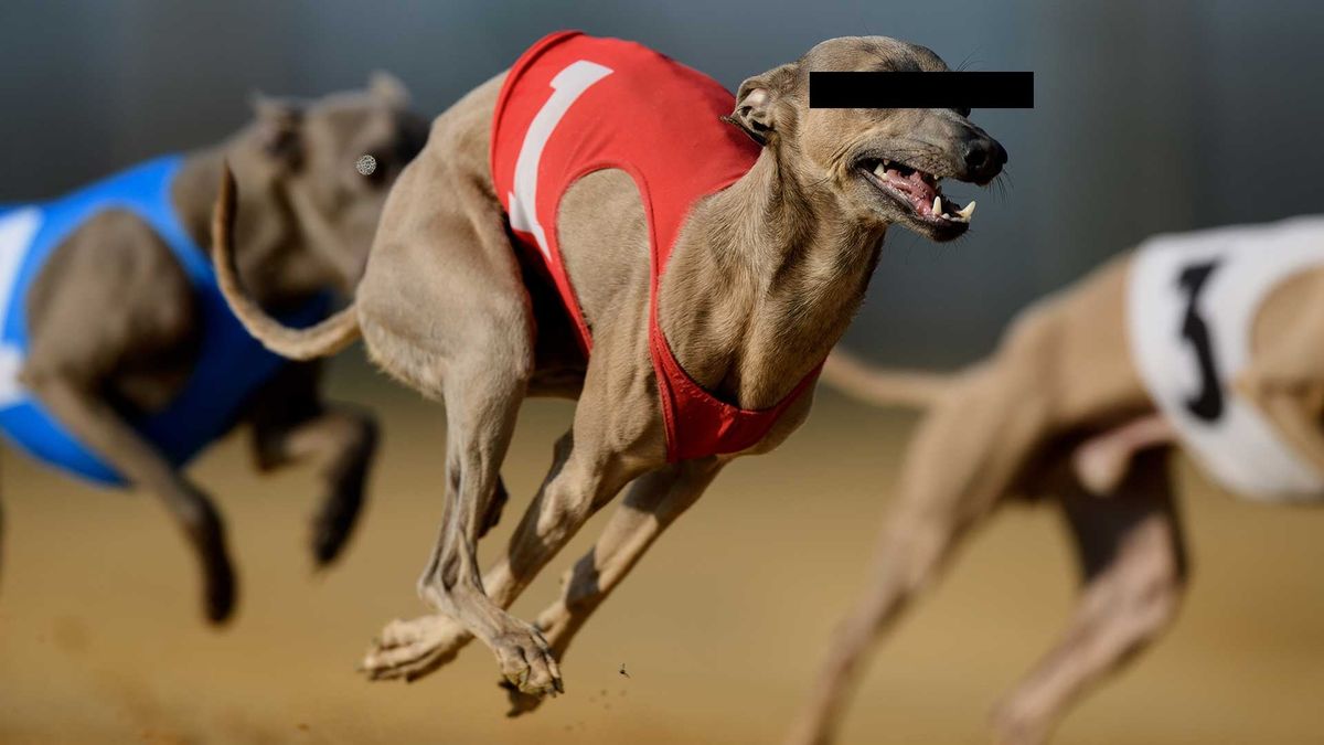 An unrelated dog, whose eyes have been obscured to protect its identity. Photo: Matthias Hangst/ [object Object]