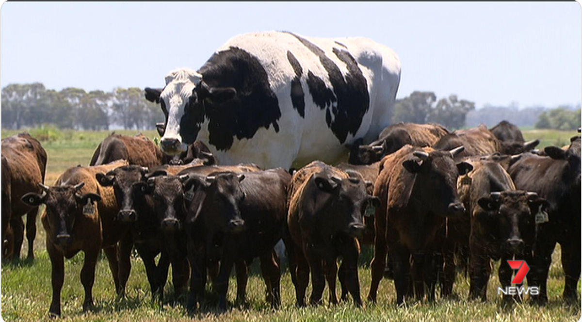 Large cow visible at center-left of image.