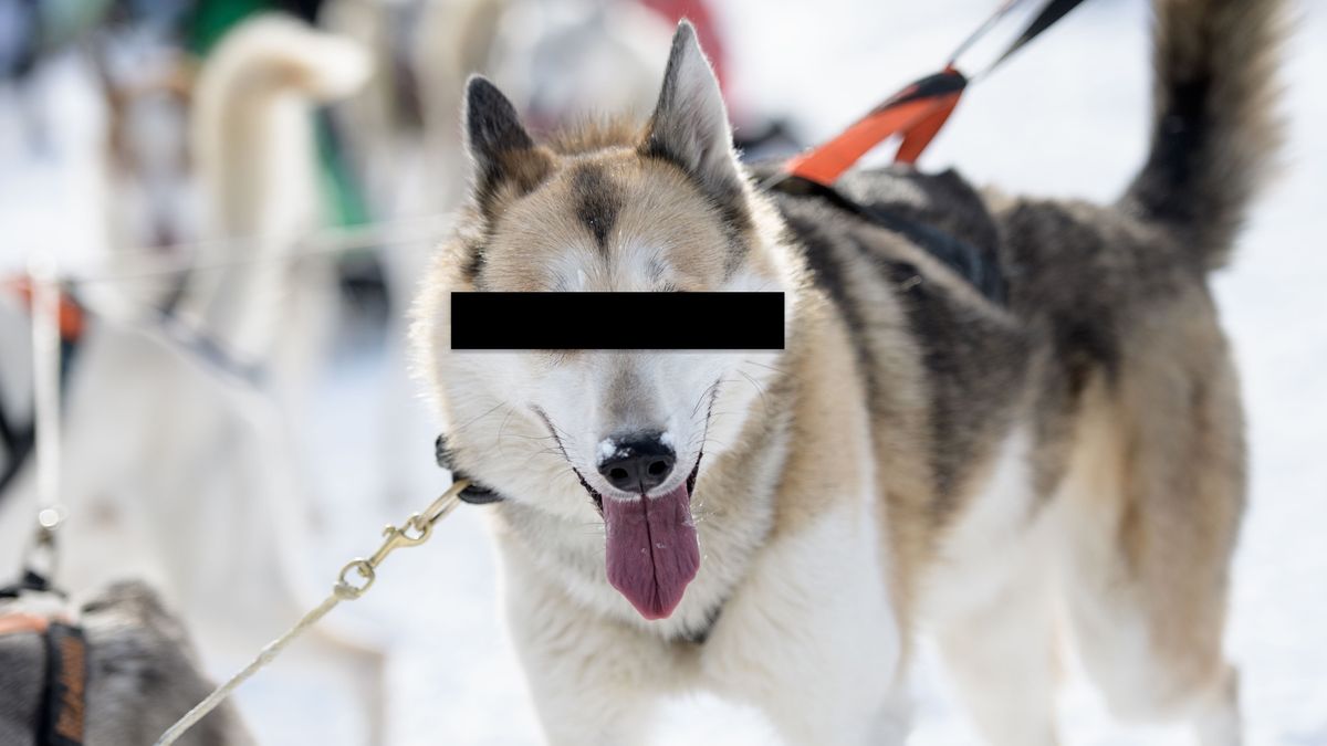 An unrelated dog, whose eyes have been obscured to protect its identity. Photo: Thomas Lohnes/ [object Object]