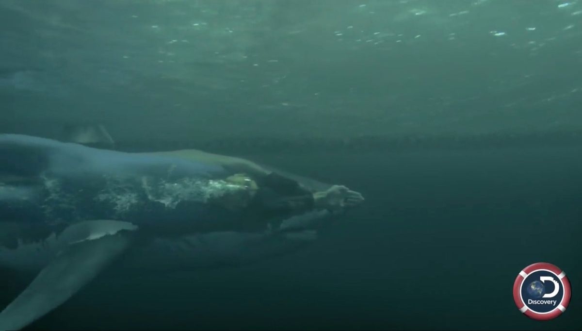Screen capture via Discovery Channel