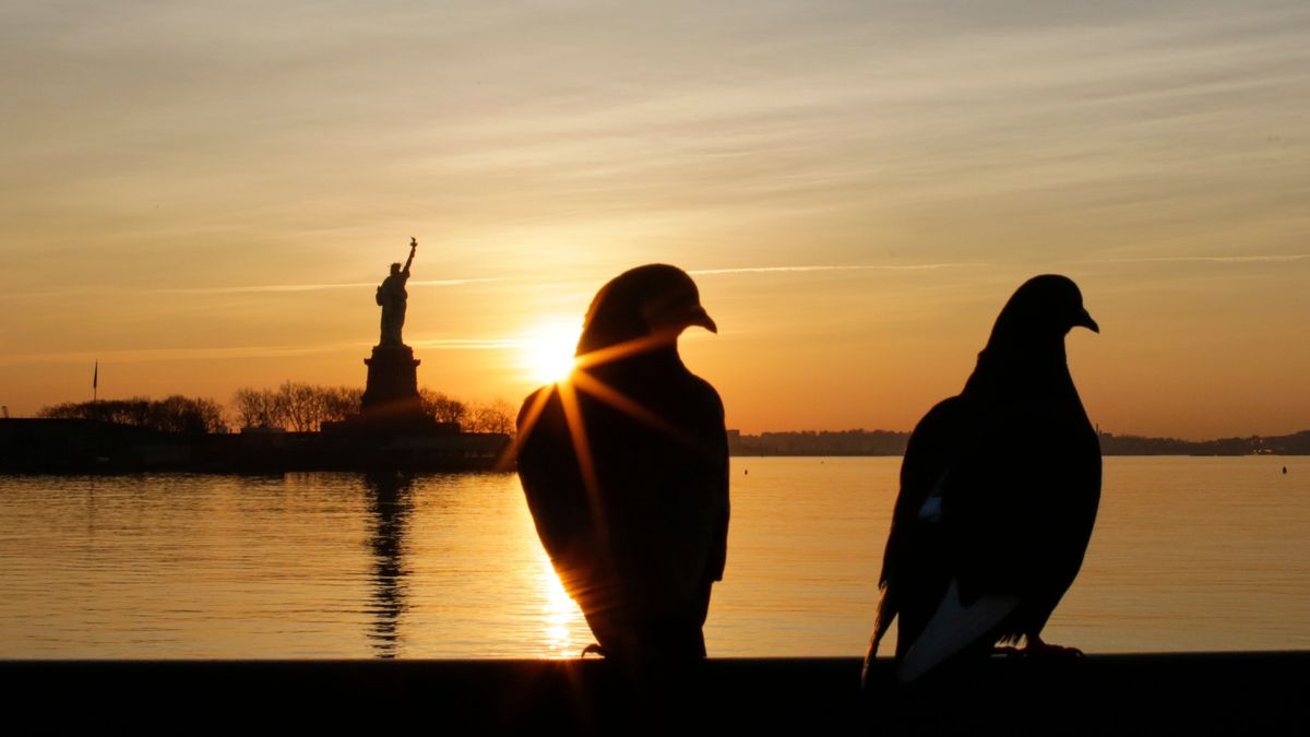 These birds like liberty. Therefore it follows that if you do not like them, you do not like liberty.