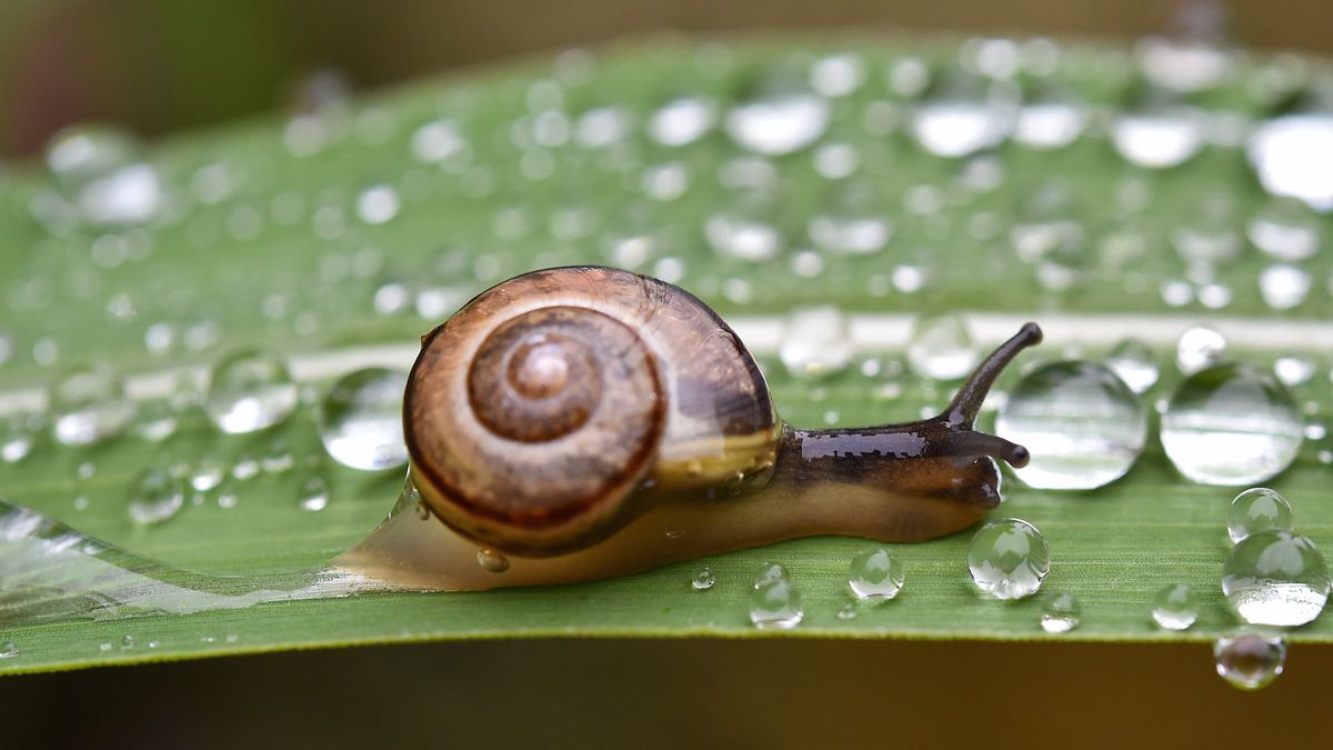 Photo Credit: Patrick Pleul/ [object Object]  [NOTE: this is not Larry; this is a stock photo of a snail. For reasons passing understanding, neither Getty nor the AP seem to have sent photographers to the World Snail Racing Championship. I, too, am saddened by this.]
