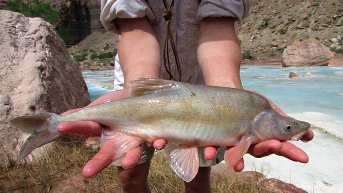 The Humpback Chub, in all its glory.