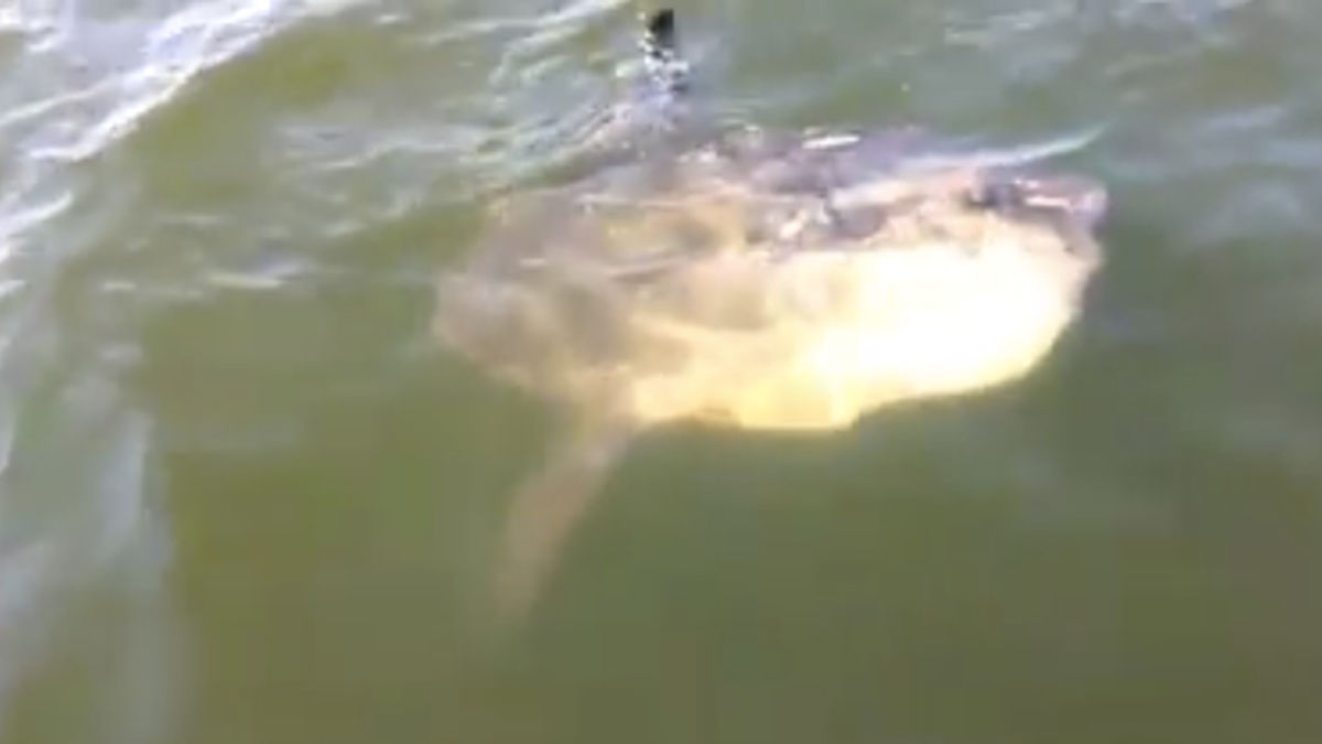 Sunfish Smashed Deadspin | Massachusetts Man Cannot Handle Seeing A Sunfish: