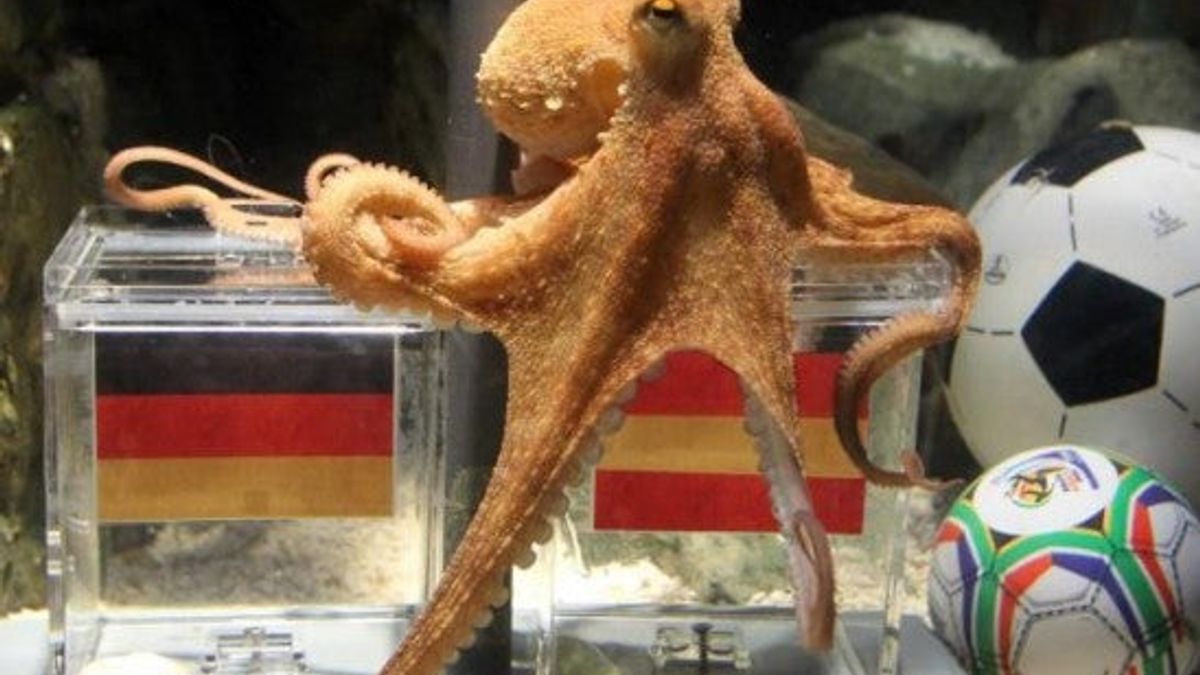 Deadspin | Psychic Octopus Predicts Spain, But It's A FRAUD!
