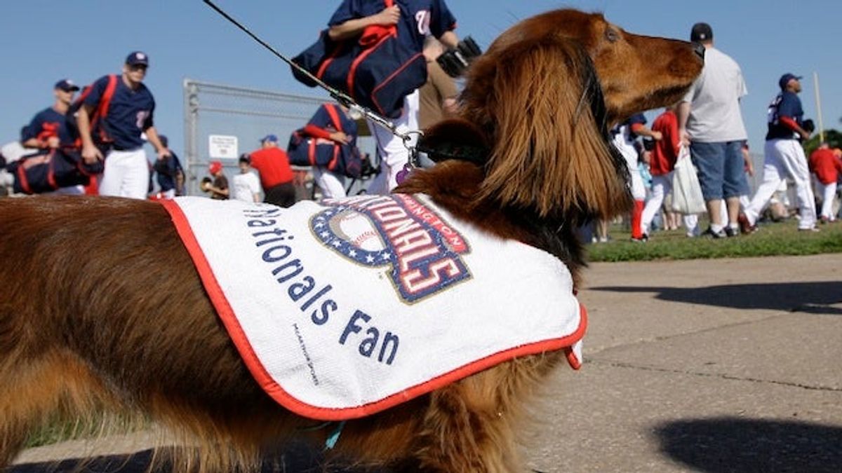 The Nationals Have &quot;Natitude,&quot; And Stephen Strasburg Is Starting To Think &quot;Dynasty&quot;