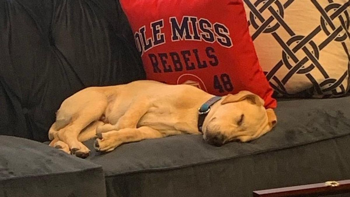 The best Twitter account of the summer is Lane Kiffin’s dog