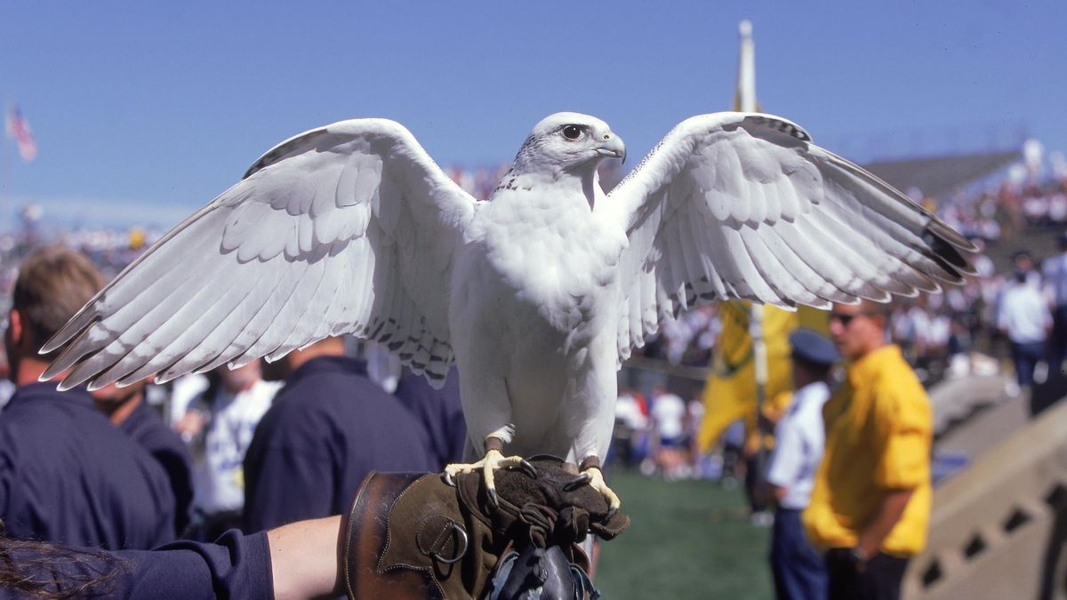 Aurora, Air Force&#39;s Falcon Mascot, Moves On To The Great Falcon Habitat In The, Uhh, Sky