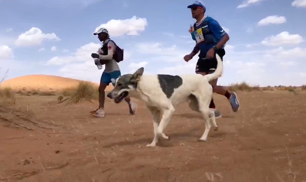 Dog Runs Grueling Desert Ultramarathon Just For Fun