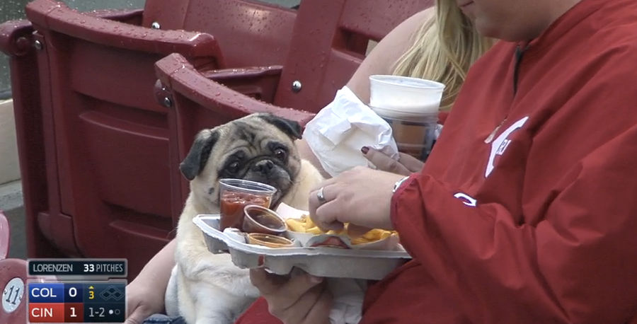 Three Good Dogs At The Reds Game