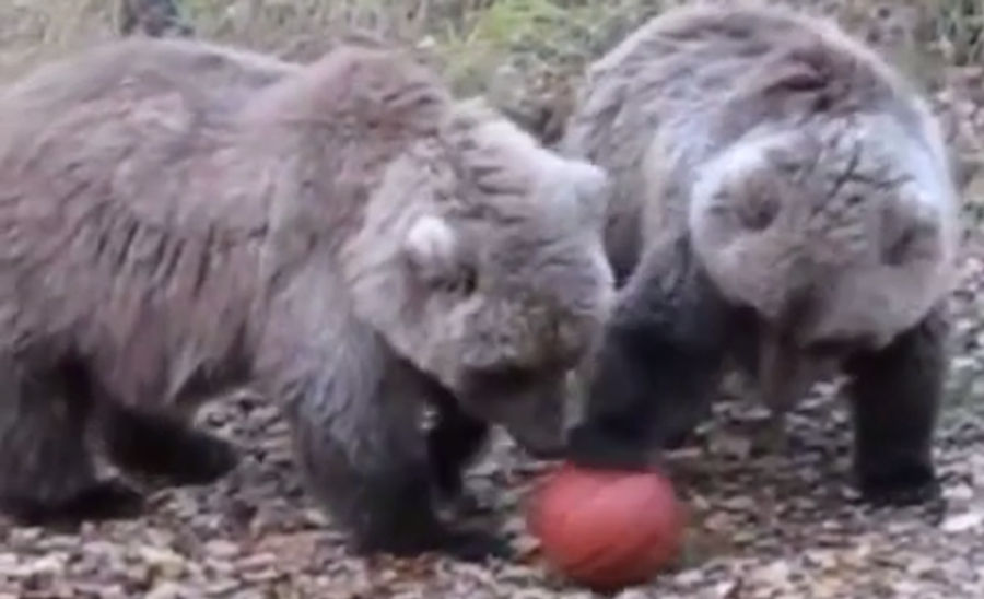 Who Needs The NBA When You&#39;ve Got Basketball Bears?