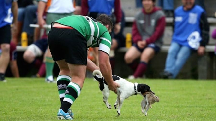 Rugby Player Catches Dog Catching Rabbit