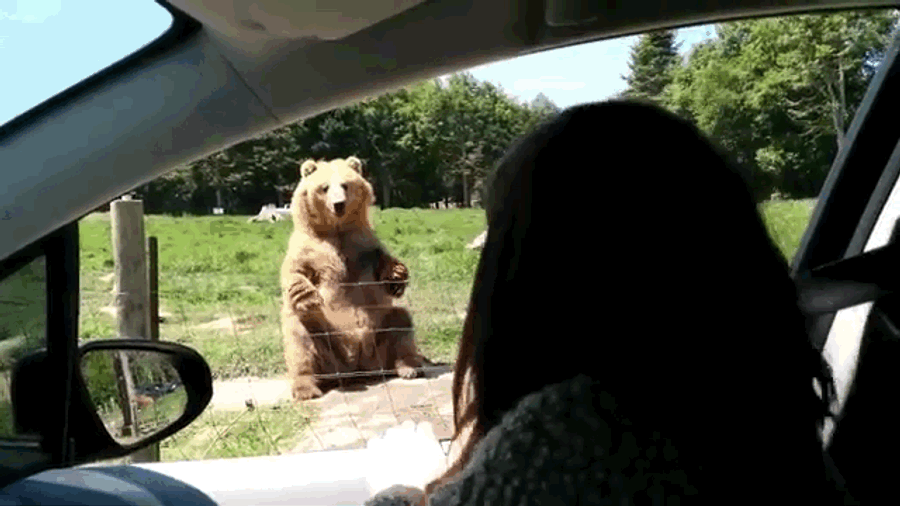 Skilled Bear Effortlessly Catches Bread With One Paw