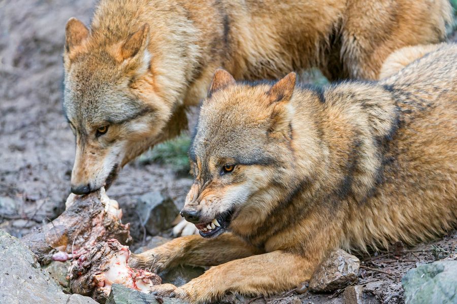 Marathoning With Wolves