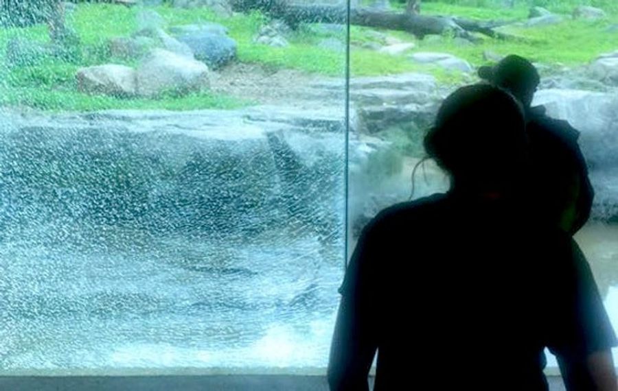 How Should You Feel About A Bear Using A Boulder To Break A Window?
