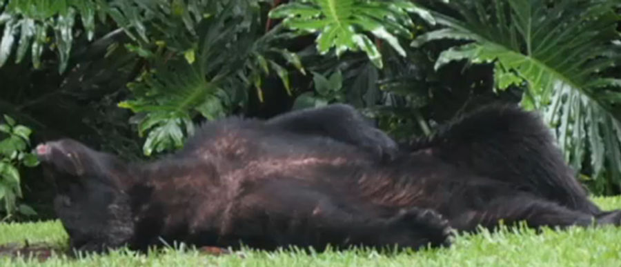 Bear Chows Down On A Buncha Dog Food, Passes Out