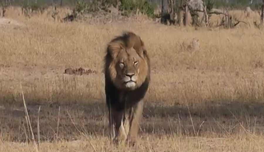 Dipshit Midwestern Dentist Identified As Cecil The Lion&#39;s Killer