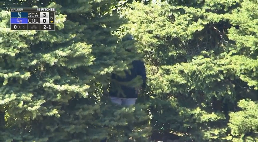 Fernando Rodney Hides In Shrubbery, Might Actually Be An Elf