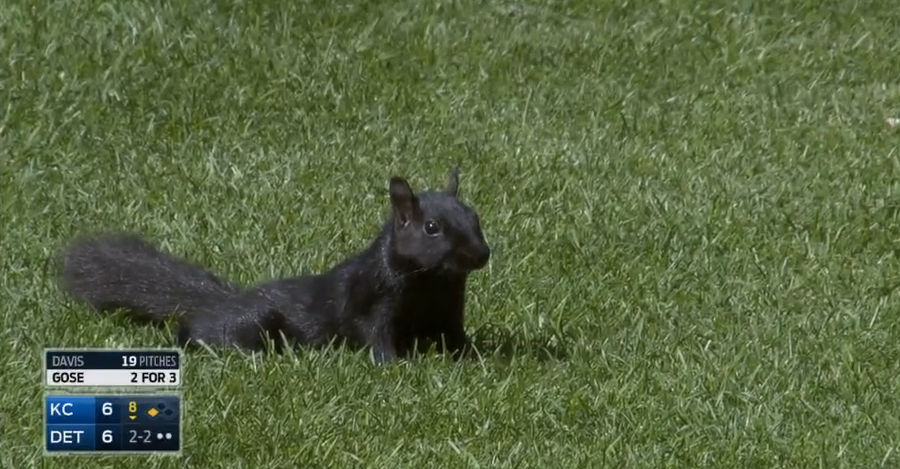 Baseball Squirrel Just Thinks It Can Go Wherever It Wants