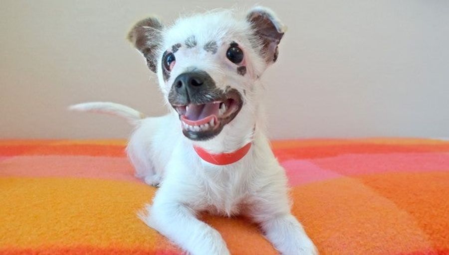 This Hideous Dog Has Me All Kinds Of Fucked Up. I Don't Feel Good.