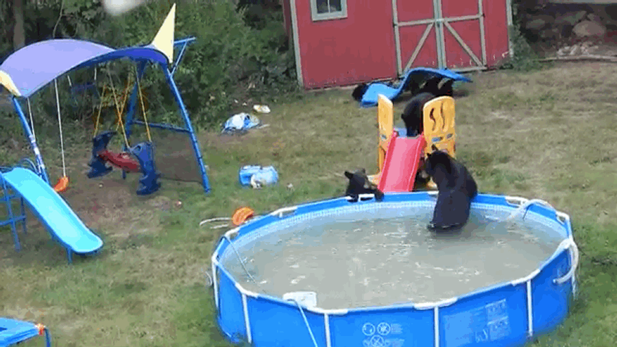 Pool Bears Want To Remind You That Summer Ain&#39;t Over Yet, My Friend