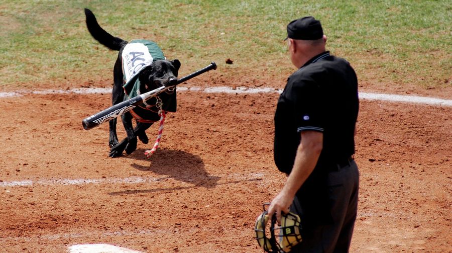 Bat Fetching Sports Dog Retires After 649 Consecutive Games