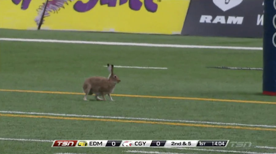 Fearless Jackrabbit Dances In End Zone After Invading CFL Game