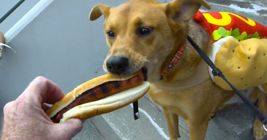 Hot Dog Eats Hot Dog